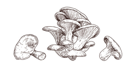Hand drawn oyster mushrooms. Isolated sketch on white background. Vector illustration. - obrazy, fototapety, plakaty