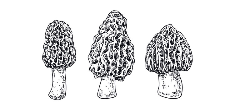 Hand drawn morel mushroom. Isolated sketch on white background. Vector illustration.