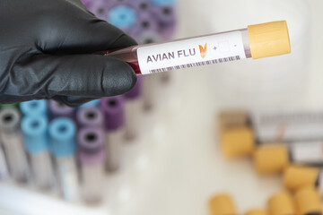 Close-up of positive blood sample from avian flu.