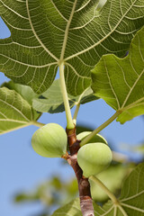 Green fig fruits growing on a tree in garden
