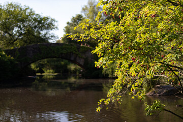 Tree with Red Berries along the Shore of the Pond during Spring in Central Park of New York City