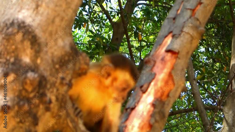 Poster wild animals 4k slow motion video. monkey in jungle forest walks on tree branch. black headed capuch