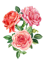 Naklejka premium Watercolor flowers Roses, isolated background, botanical illustration