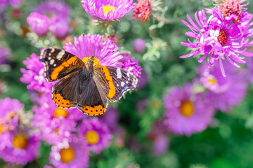 butterfly on flower
