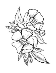 hand drawn sketch black and white leaves flower