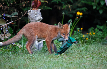 Naklejka premium Fox cub playing with a discarded gardening glove