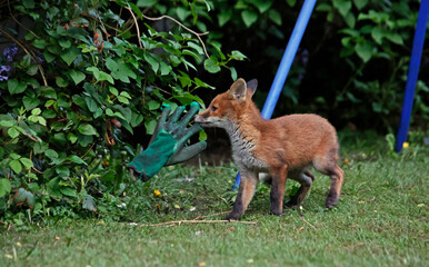 Fox cub playing with a discarded gardening glove