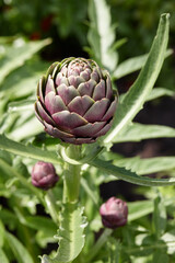 Purple artichoke growing in a field