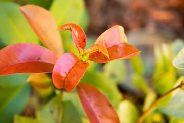 red and yellow orchid