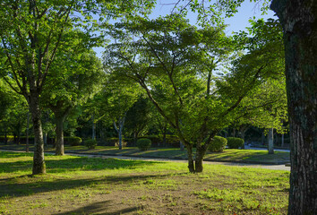 Green tree garden in sunny day