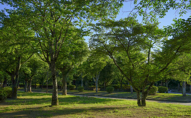 Fototapeta na wymiar Green tree garden in sunny day