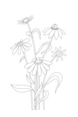 bunch of lovely daisy flowers for your coloring book