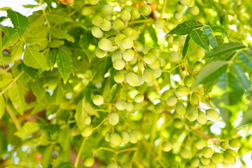 green leaves background