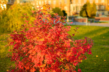 Physocarpus opulifolius bush with purple leaves