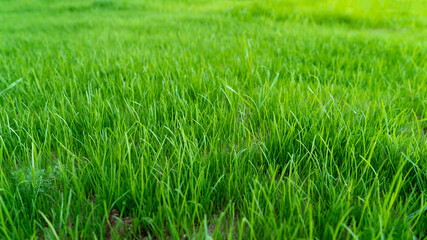 Natural grass field background. Lush green grass meadow background. Green grass texture. Shallow DOF