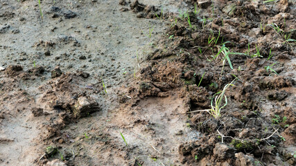 Dried cracked earth soil ground texture background. Environmental disaster. Drought. A close up of...