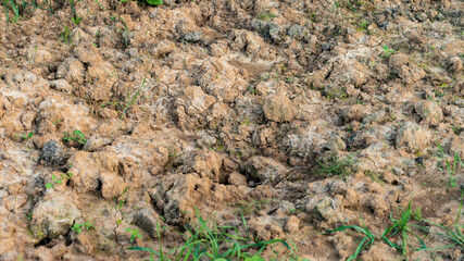 Dried earth soil ground texture background. Environmental disaster. Drought. A close up of cracked mud. The global shortage of water on the planet. Global warming and greenhouse effect concept