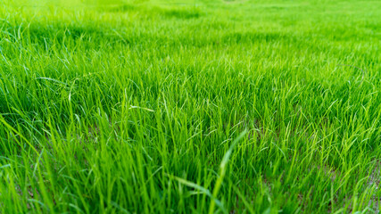 Natural grass field background. Lush green grass meadow background. Green grass texture. Shallow DOF. Long stems