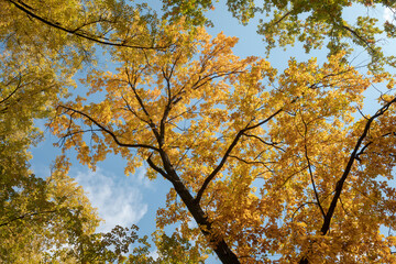 Autumn beautiful trees with bright falling foliage. Tree changing colors in fall. Orange and red leaves on branches.