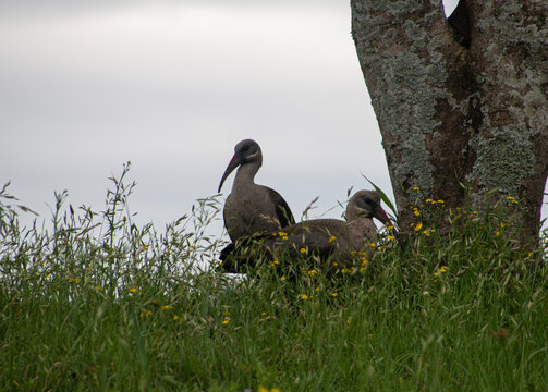 Two Hadeda Ibis Birds at Base of Tree in Long Grass