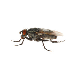 Fototapeta na wymiar One common black fly on white background