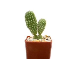 The green cactus in brown plant pot with white background