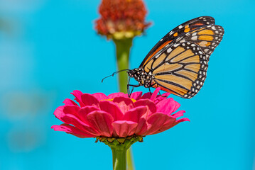Orange monarch butterfly perched on pink zinnia flower with blue background