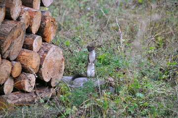 Little weasel standing near logs and looking at something in nature