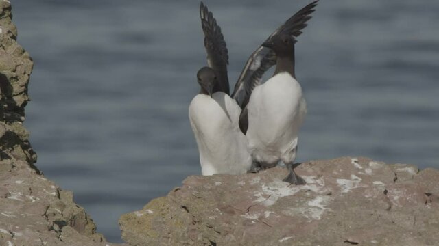 guillemots on the island heligoland, germany