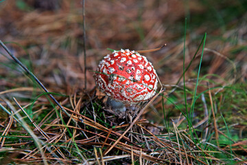 The fruiting body of a poisonous cap mushroom called the Red Fly Agaric growing in a pine grove near Fasty in Podlasie, Poland.