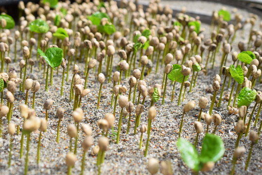 coffee sprouts in the sand