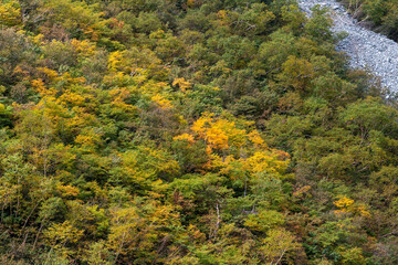autumn in the forest
