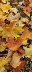 Yellow, red, orange, burgundy, brown maple leaves are beautiful at any time of autumn.