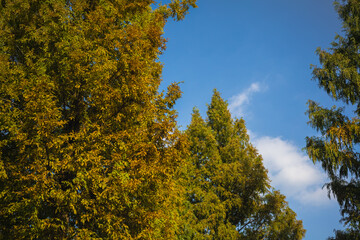 Naklejka premium 가을을 맞이하는 메타세콰이어 나무