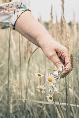 The hand of an elderly woman holds chamomile flowers in the tall grass with spikelets. Autumn