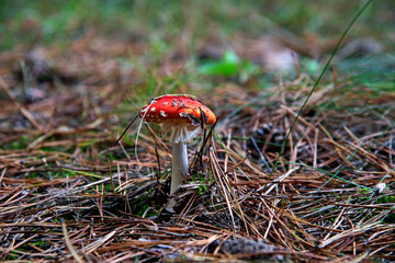 The fruiting body of a poisonous cap mushroom called the Red Fly Agaric growing in a pine grove near Fasty in Podlasie, Poland.