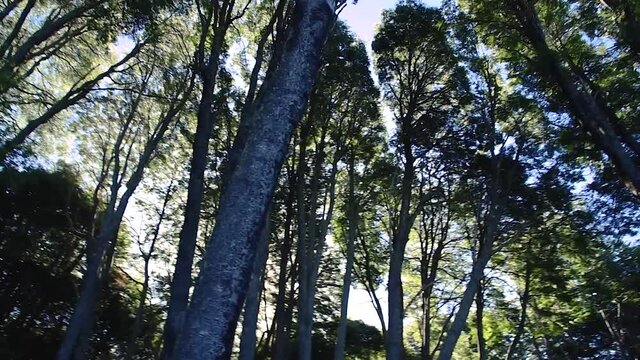 Horizontal panning movement. View from below of green foliage of the trees in a Bariloche forest. Patagonia, Argentina. Southamerica