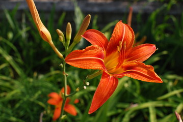 Photo of flower lily with buds on nature background. 