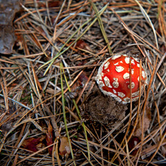The fruiting body of a poisonous cap mushroom called the Red Fly Agaric growing in a pine grove near Fasty in Podlasie, Poland.