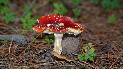 The fruiting body of a poisonous cap mushroom called the Red Fly Agaric growing in a pine grove near Fasty in Podlasie, Poland.