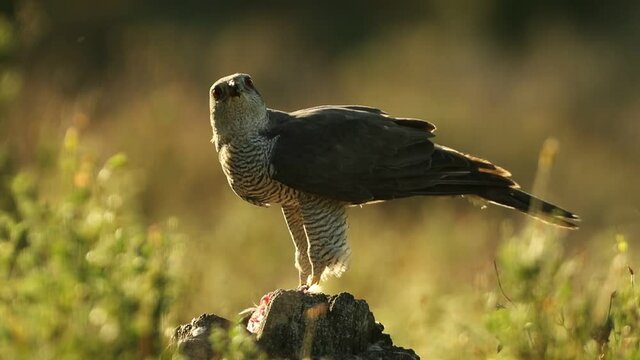 Adult male Northern goshawk eating a hunted bird in the late afternoon light in a cork and pine forest