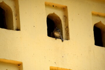 A squirrel inside the masjid beam hole © aliirsha