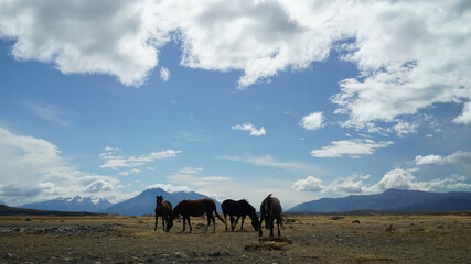 horses on the mountain