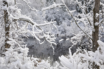 Snow covered trees near the lake in winter
