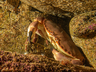 A closeup picture of a Cancer pagurus, also known as edible crab or brown crab. Picture from the Weather Islands, Sweden