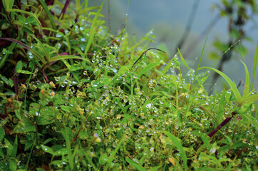 Wild plant trees, shrubs, herbs, grasses, ferns, and mosses grown beside the lake and water drops on the plants. Selective focus of raindrops or dewdrops on the forest grasses.