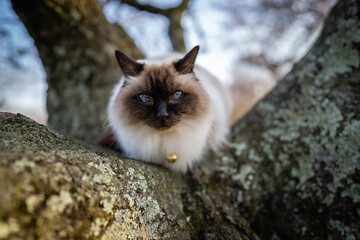 Balinese cat on tree