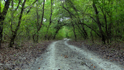 Gloomy trees, winding road, fallen leaves