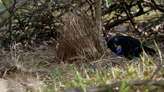 a high frame rate clip of a male satin bowerbird holding up a blue bottle cap as part of his courtship display at his bower in an australian forest