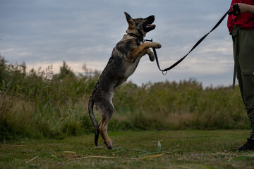 A playful four month old German Shepherd puppy. Green grass in the background